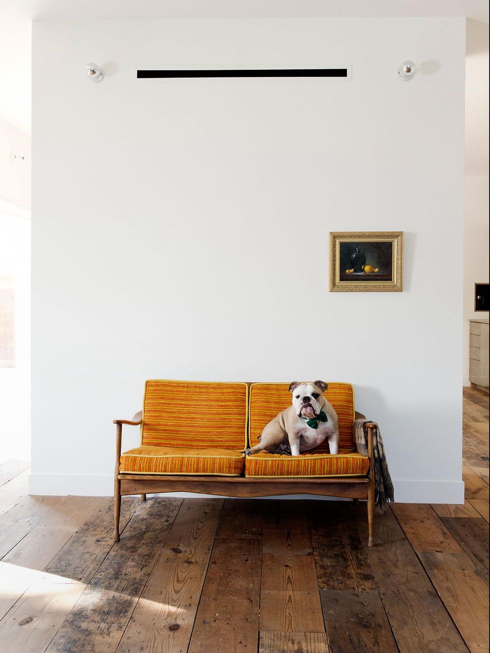 25th Street row houses, January 2013, dog on couch