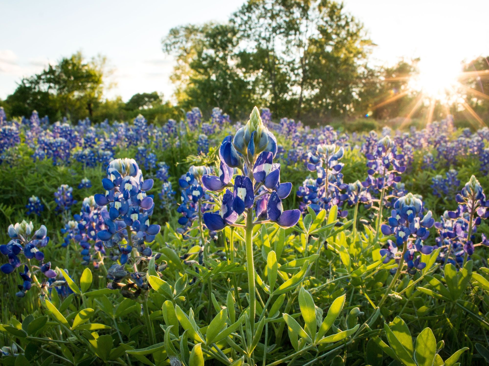 A field of bluebonnets in the sunlight