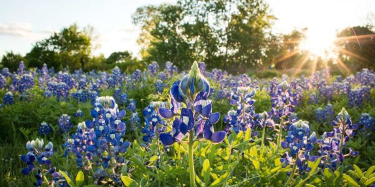 Texas’ 2023 bluebonnet season is early — here’s when to expect them in Dallas-Fort Worth