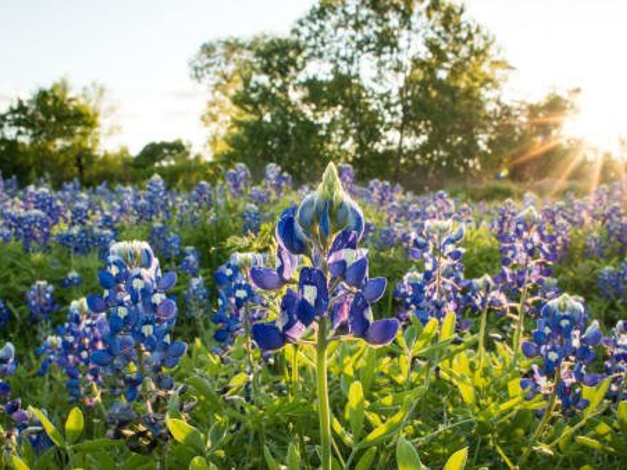 A field of bluebonnets in the sunlight