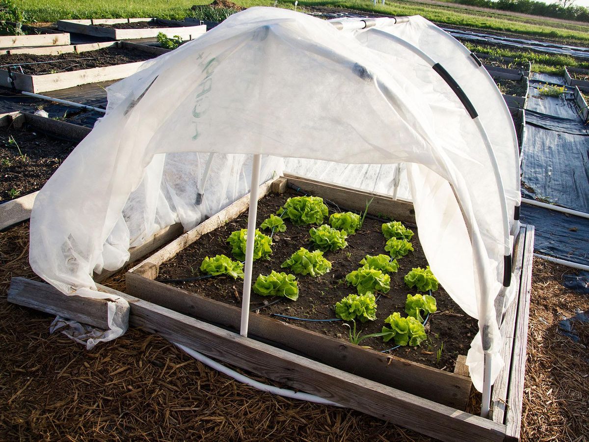 A frame with insect barrier cloth protects lettuce plants in a raised