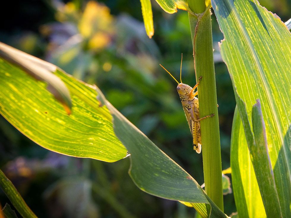 Texas farmer thwarts with magical nontoxic substance