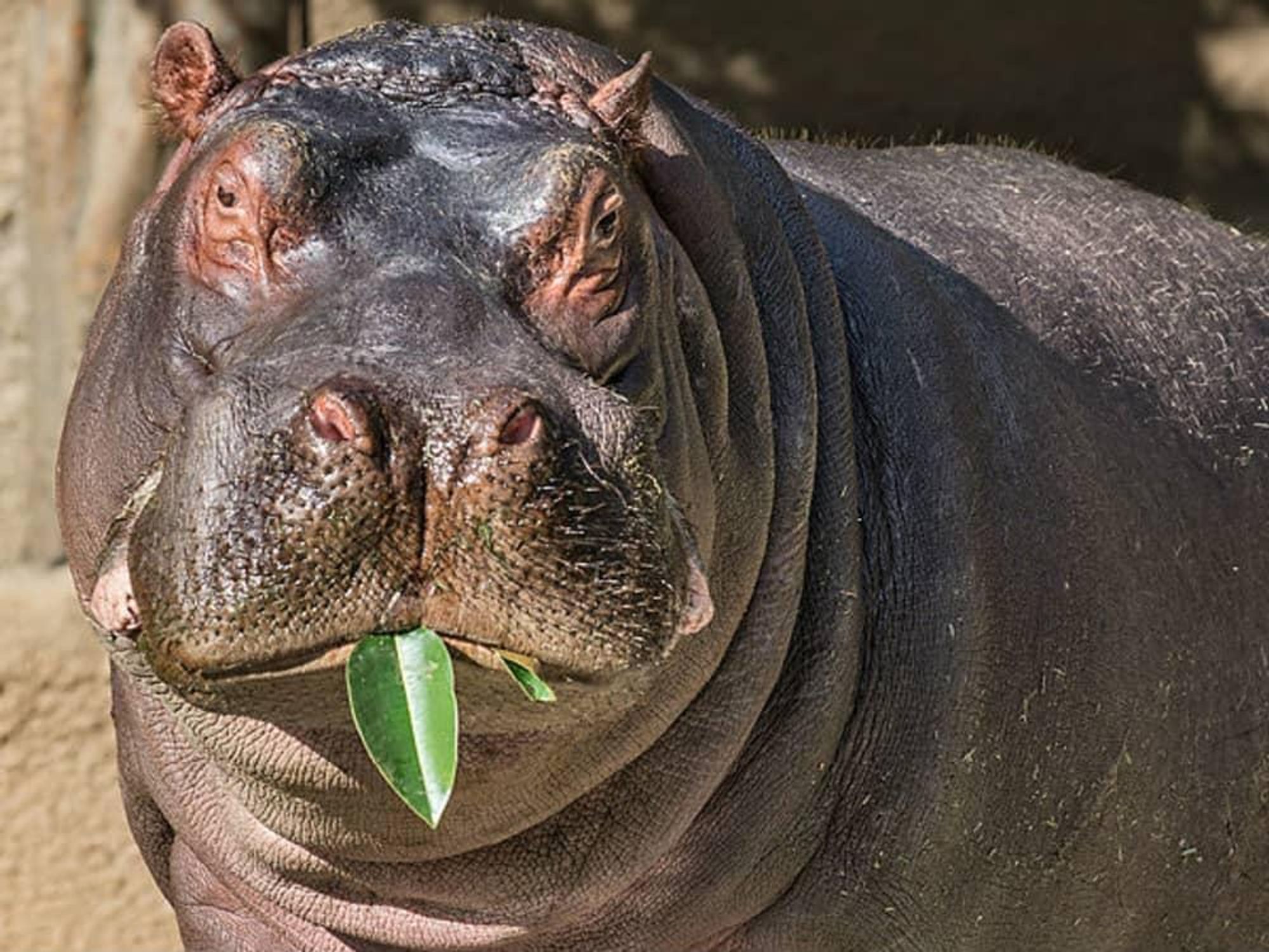 Adhamu hippo hippopotamus