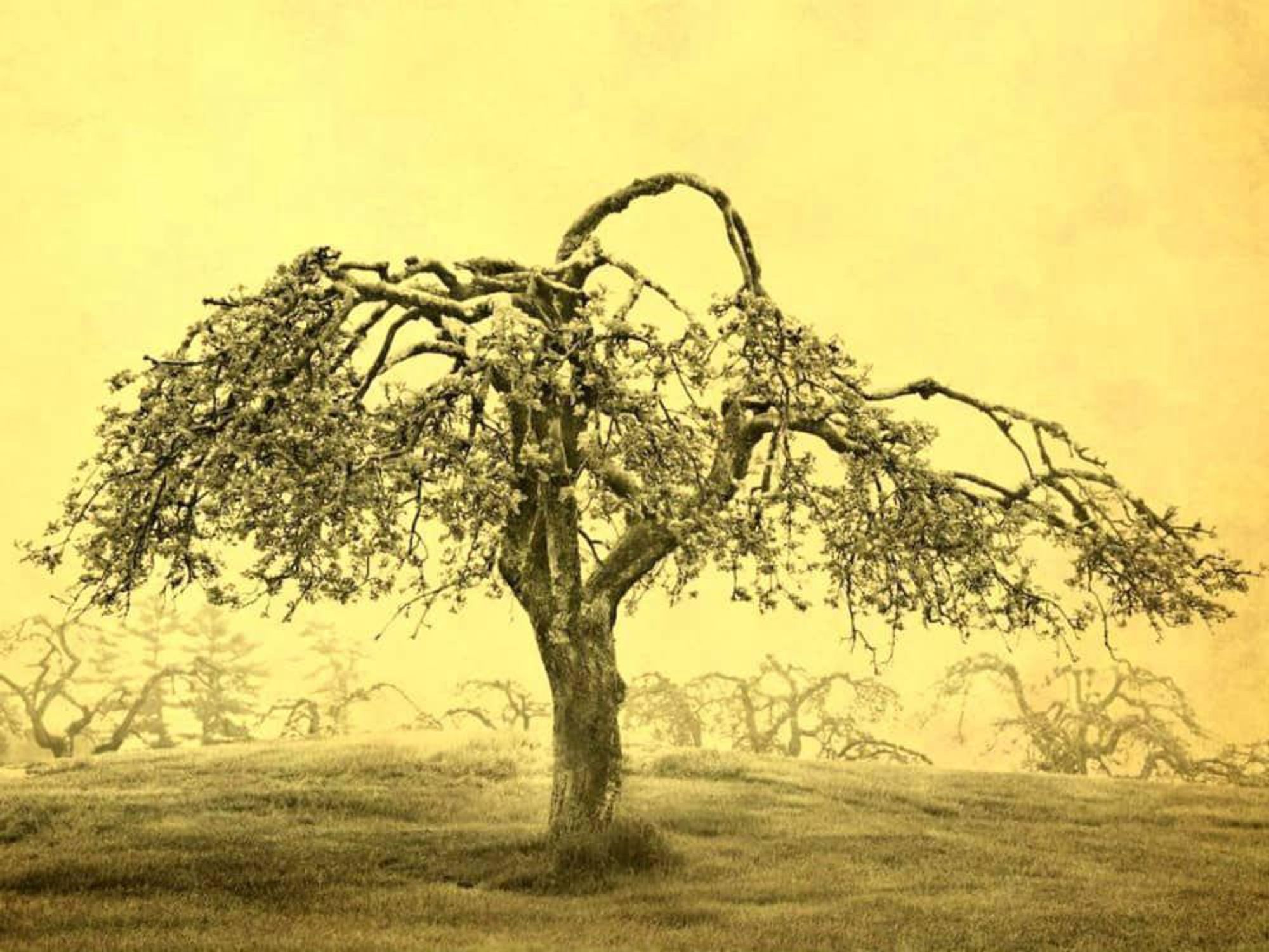 Afterimage Gallery presents Joyce Tenneson: Trees and the Alchemy of Light