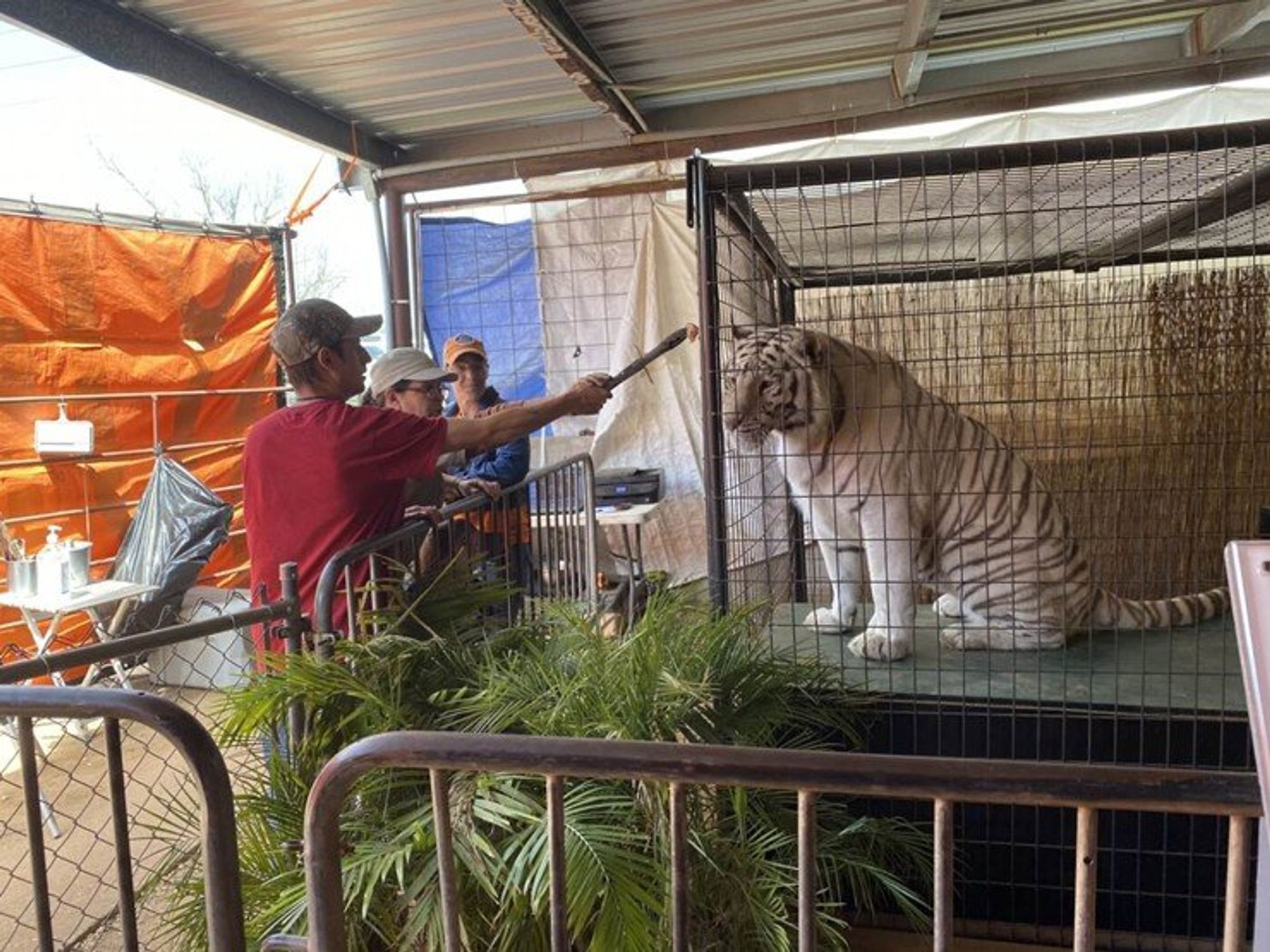 All Things Wild white tiger cage