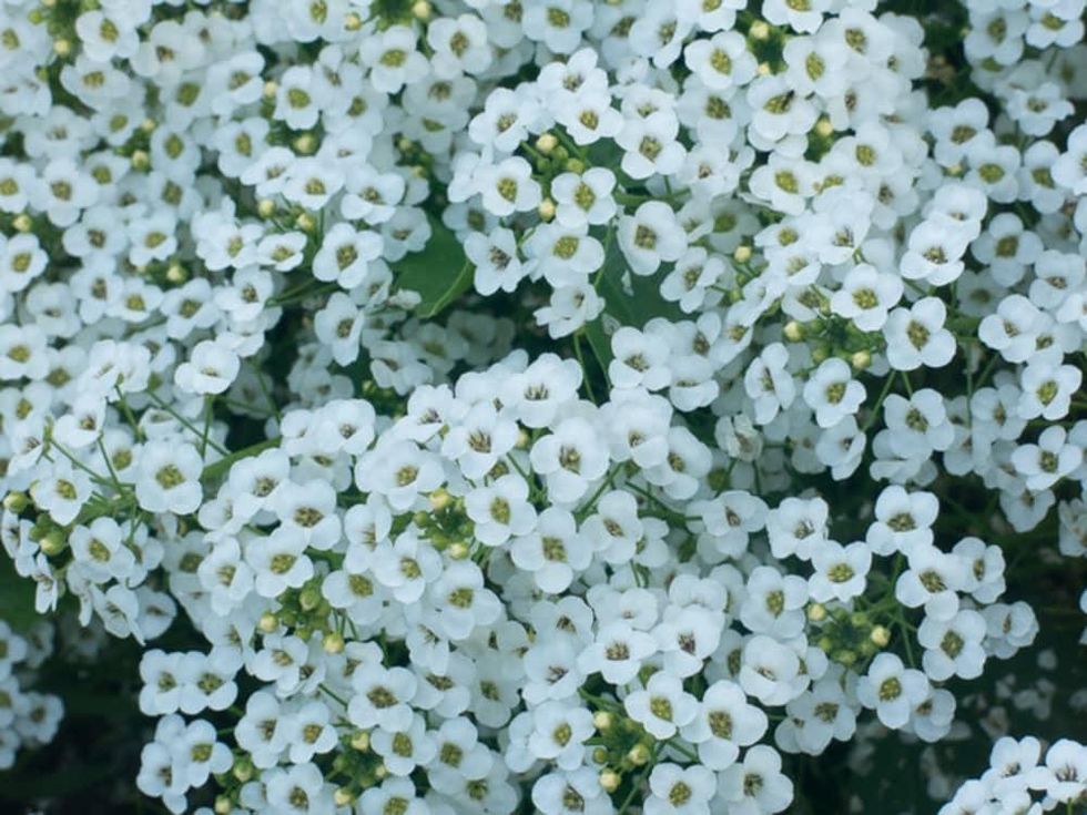 Alyssum flower plant