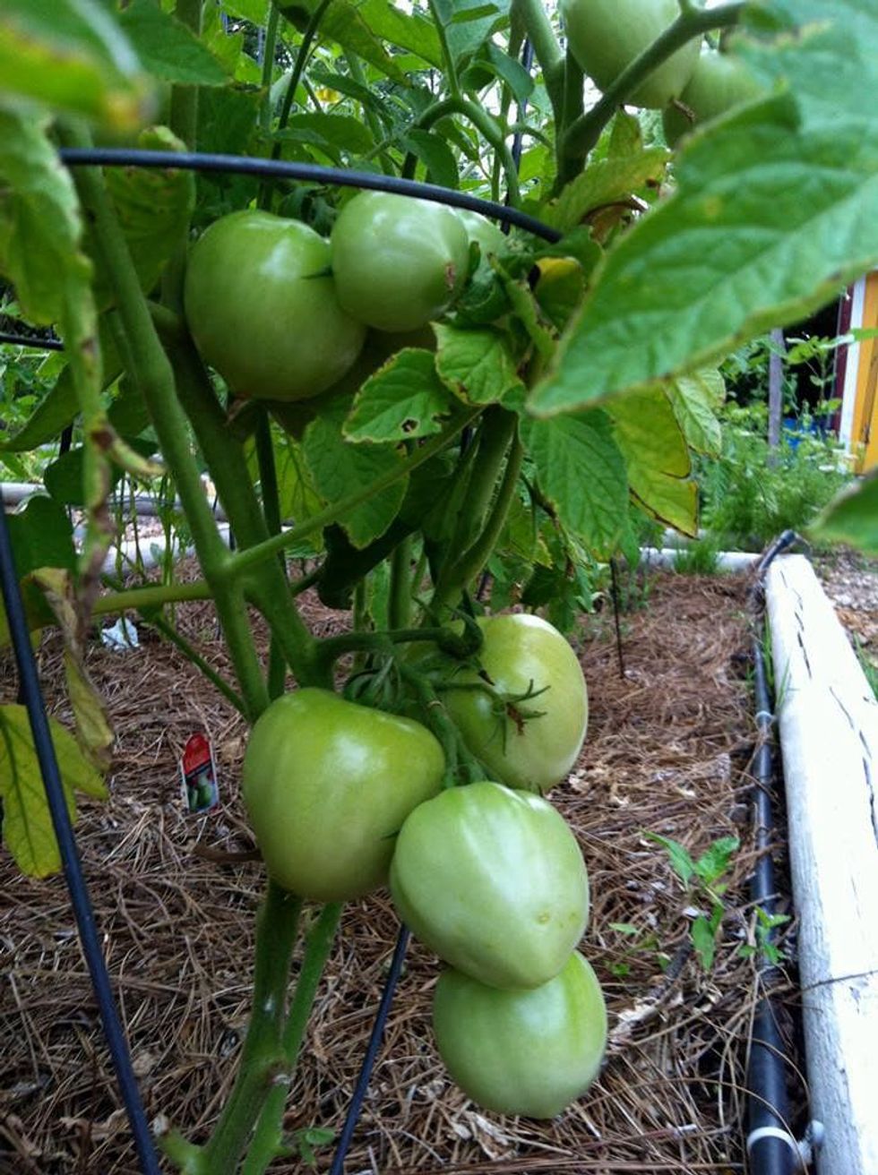Apples at Promise of Peace Garden