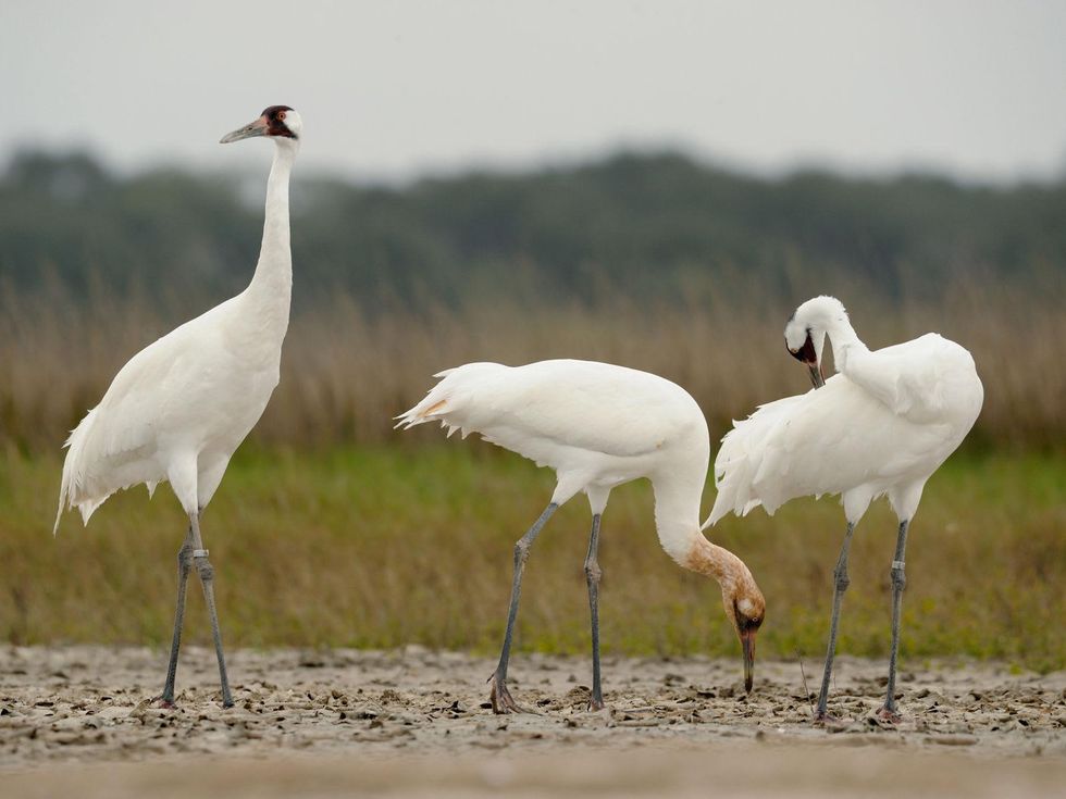 Aransas Wildlife Refuge whooping cranes birds
