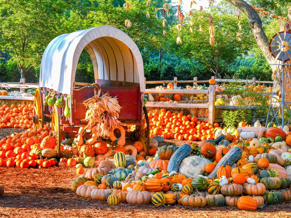 Autumn at the Arboretum: Texas Town