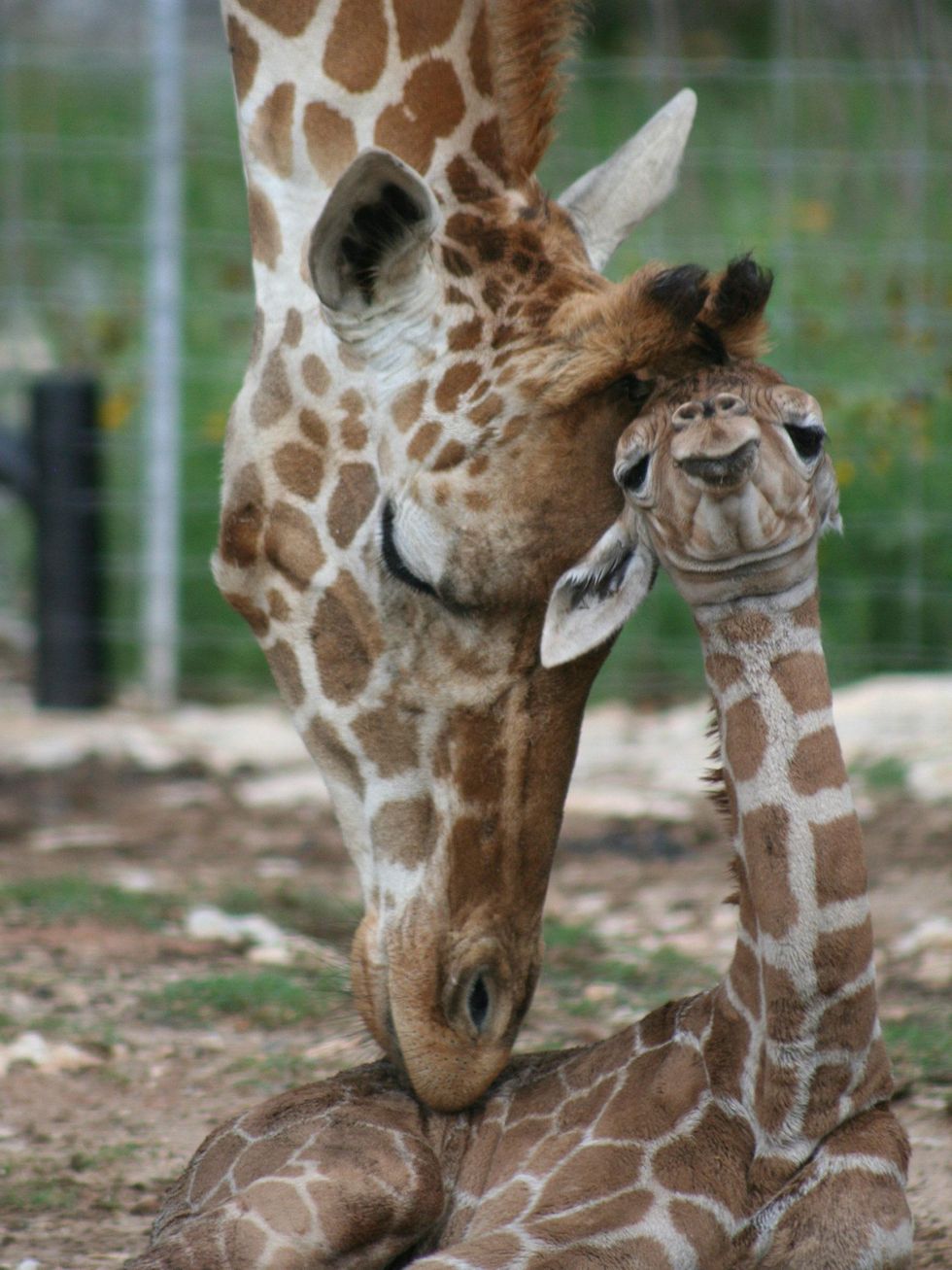 Wonder twin giraffes celebrate first birthday on Central Texas ranch