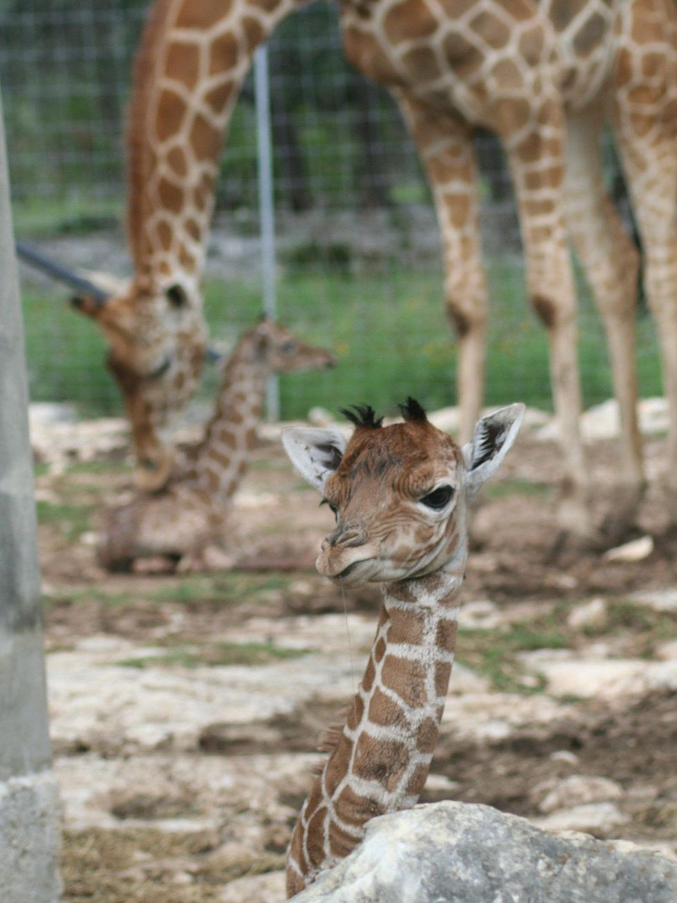 Baby giraffes at Natural Bridge Wildlife Ranch