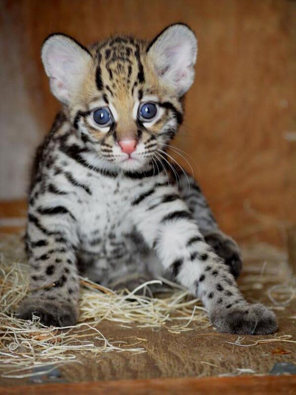 Baby ocelot kitten at the Dallas Zoo