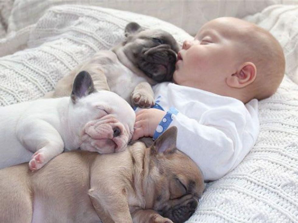 Baby with French bulldog puppies