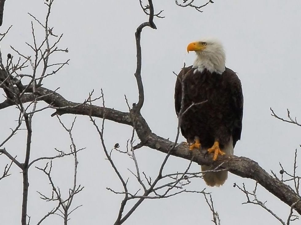 bald eagle at Lake Buchanan perched on tree limb