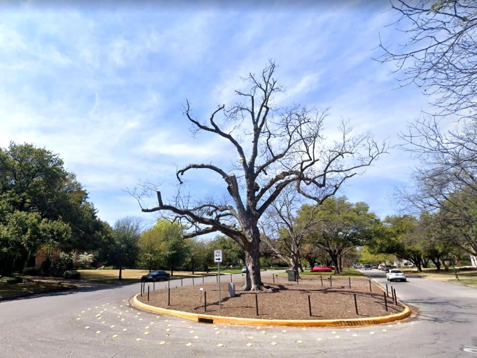 Big Pecan Tree