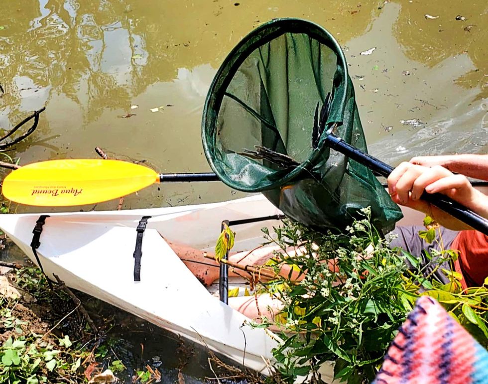 bird heron Richardson