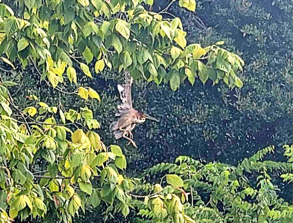 Bird heron Richardson