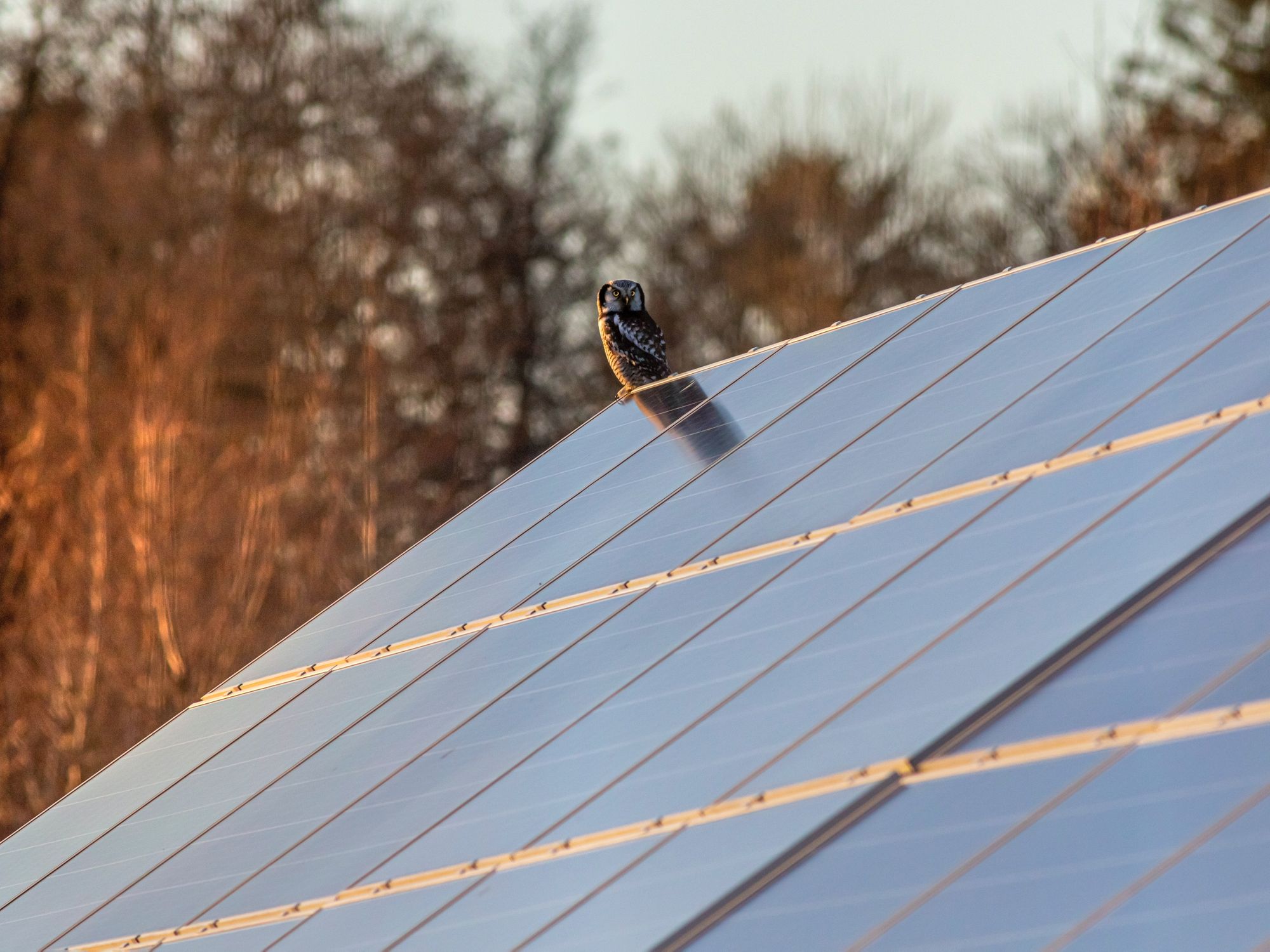 bird roof solar panel