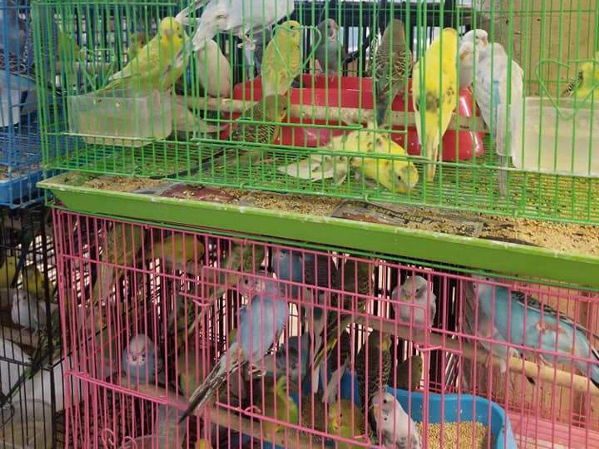 Birds in cage at Plaza Latina
