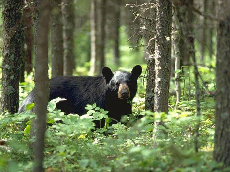 black bear
