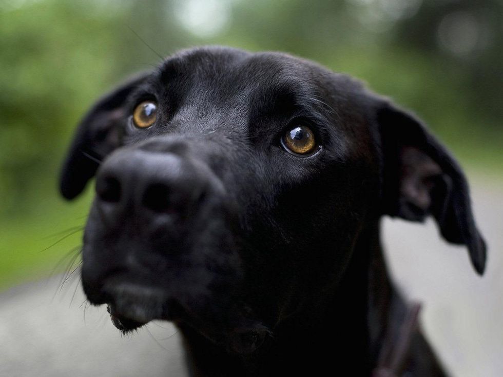Black Dog Face Closeup