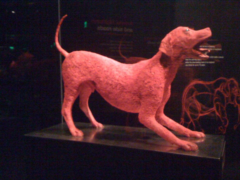 Blood vessel dog in Animal Inside Out at Perot Museum of Nature and Science