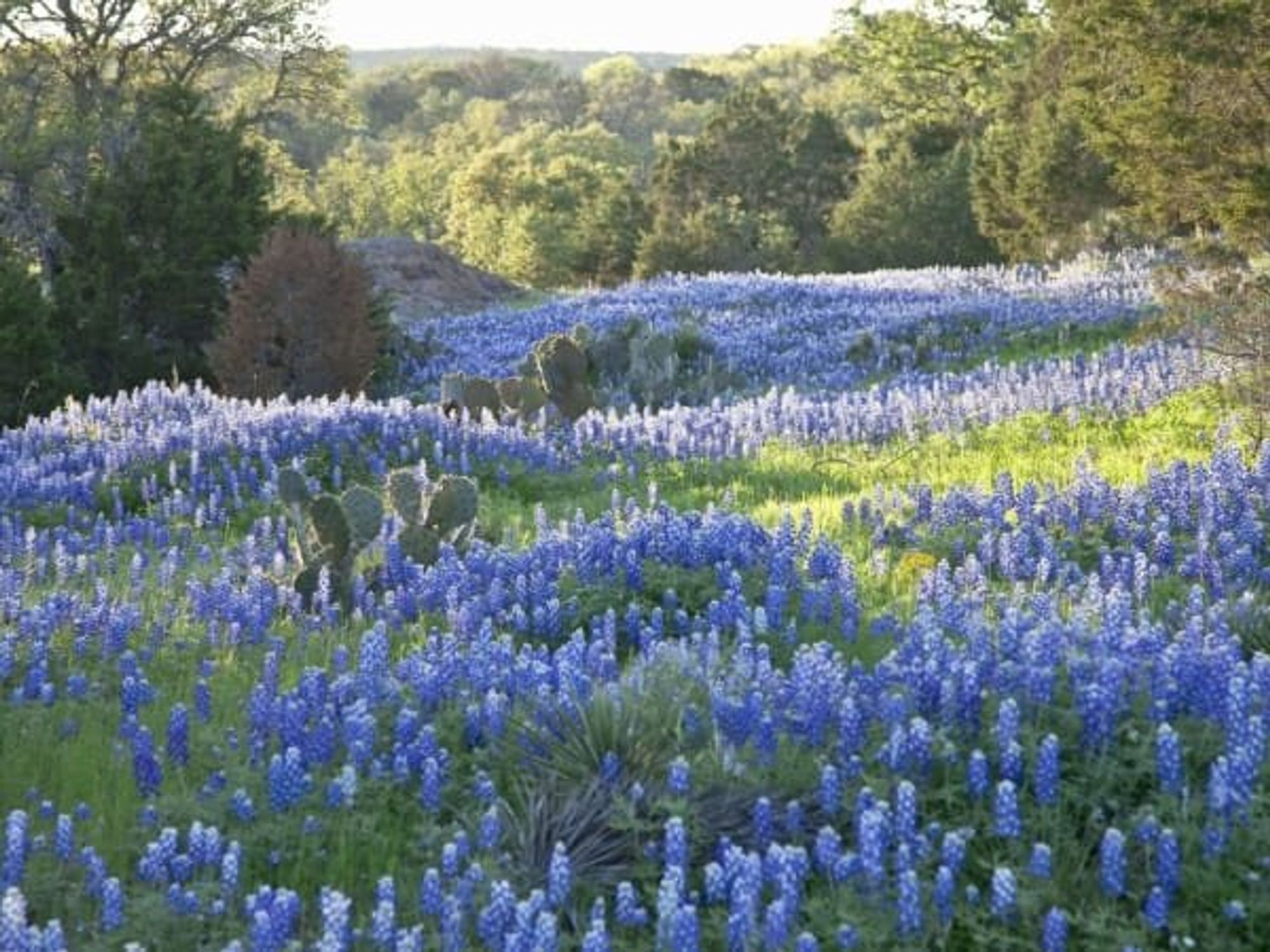 Bluebonnets, Inks Lake Park