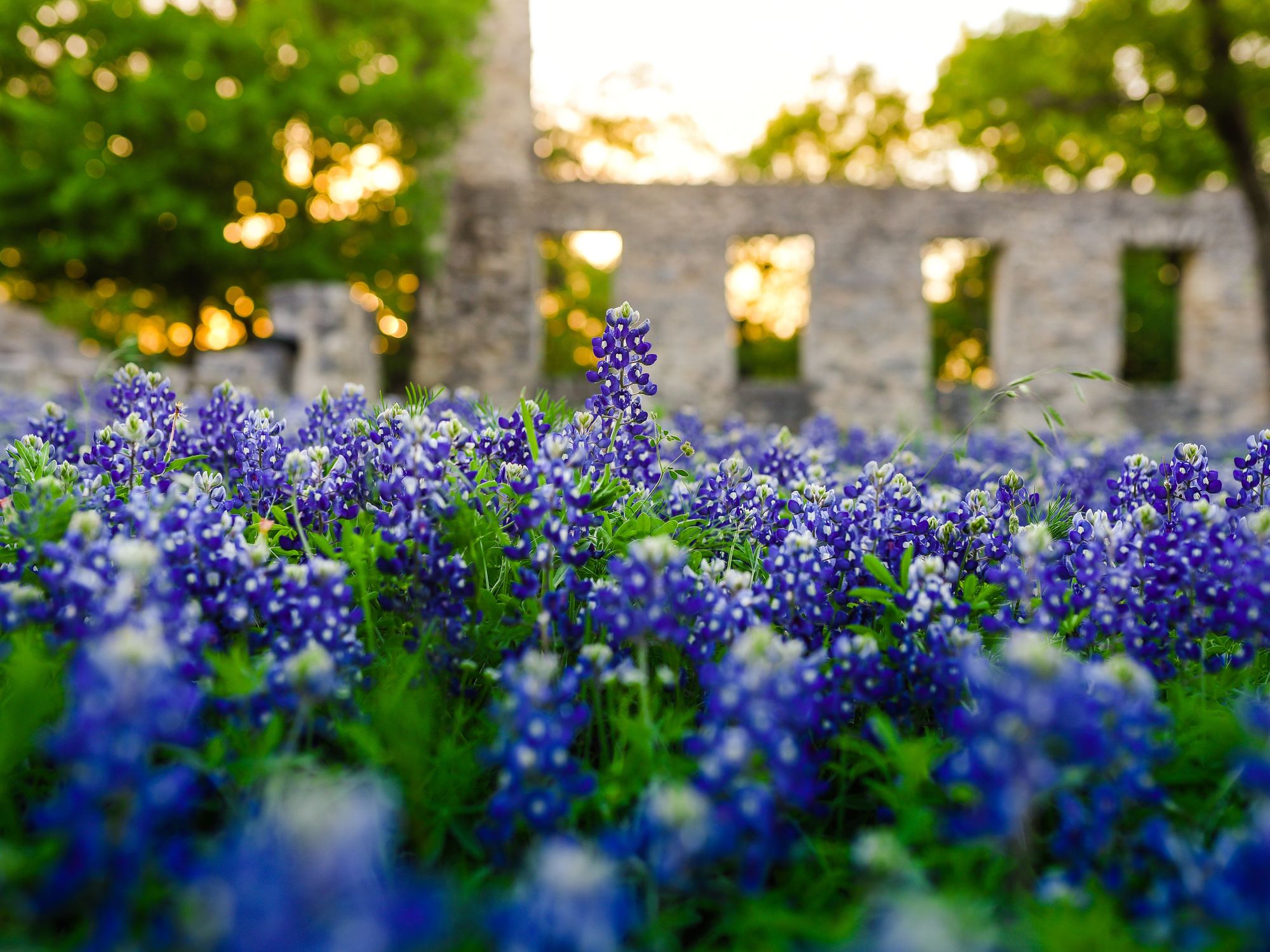 bluebonnets