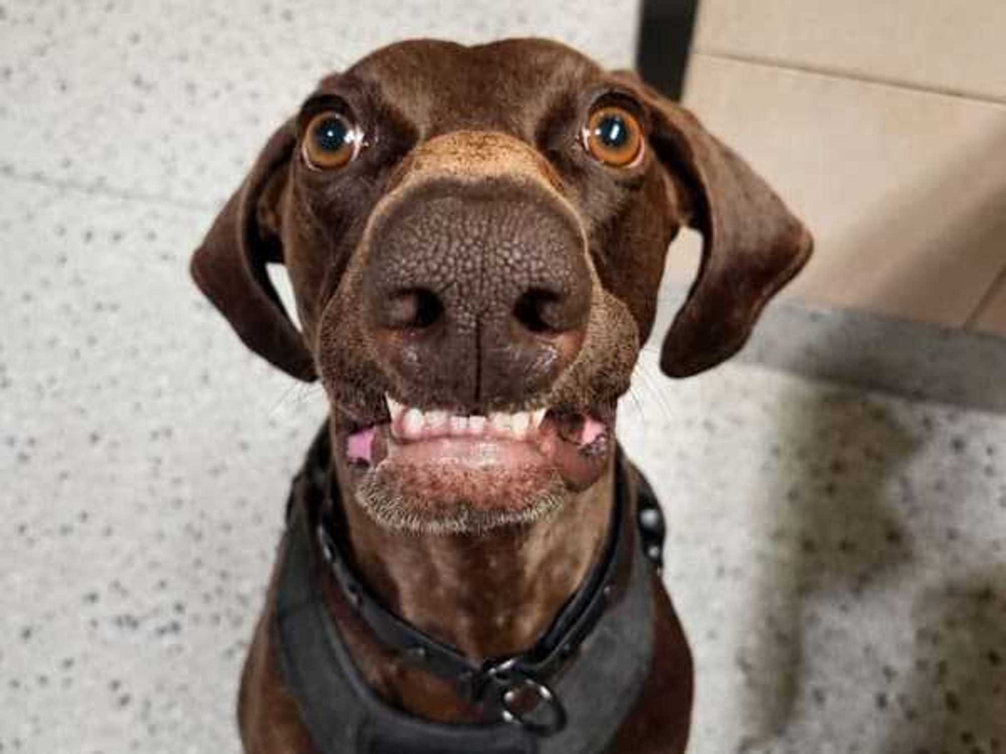 Bolt bomb-sniffing dog