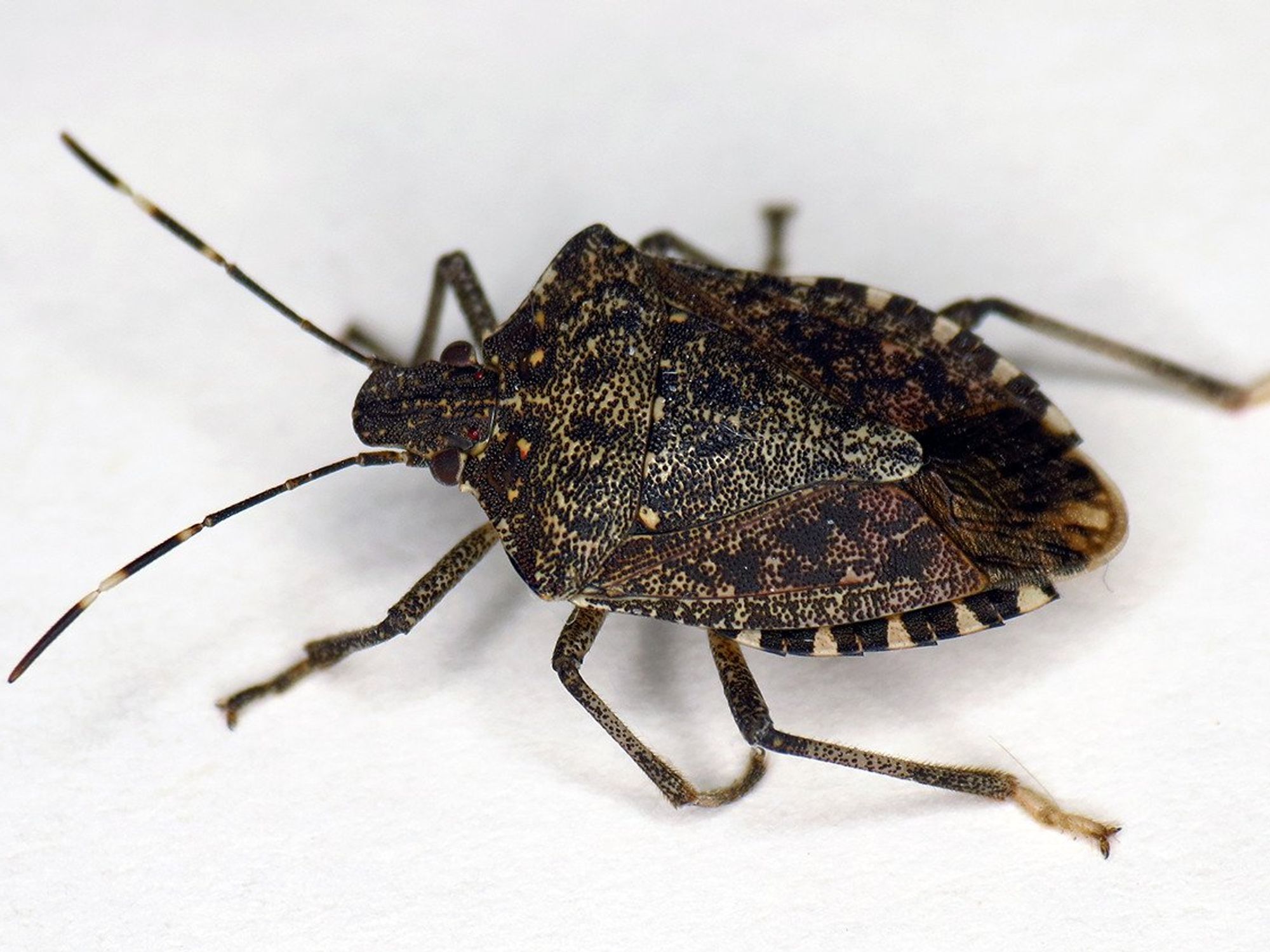 brown marmorated stink bug