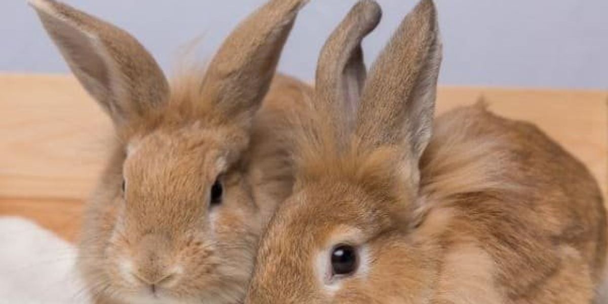 Texas bunny expert says: Rabbits do not make good Easter gifts