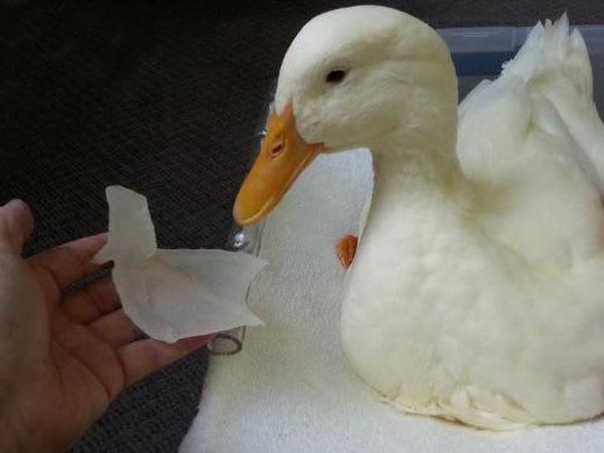 Buttercup the duck has a silicone foot.