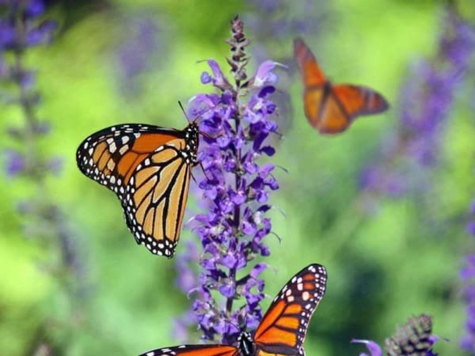 Butterflies in the Garden