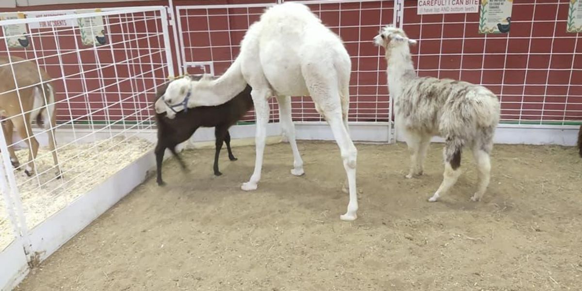 Problematic petting zoo at State Fair of Texas has another animal issue -  CultureMap Dallas
