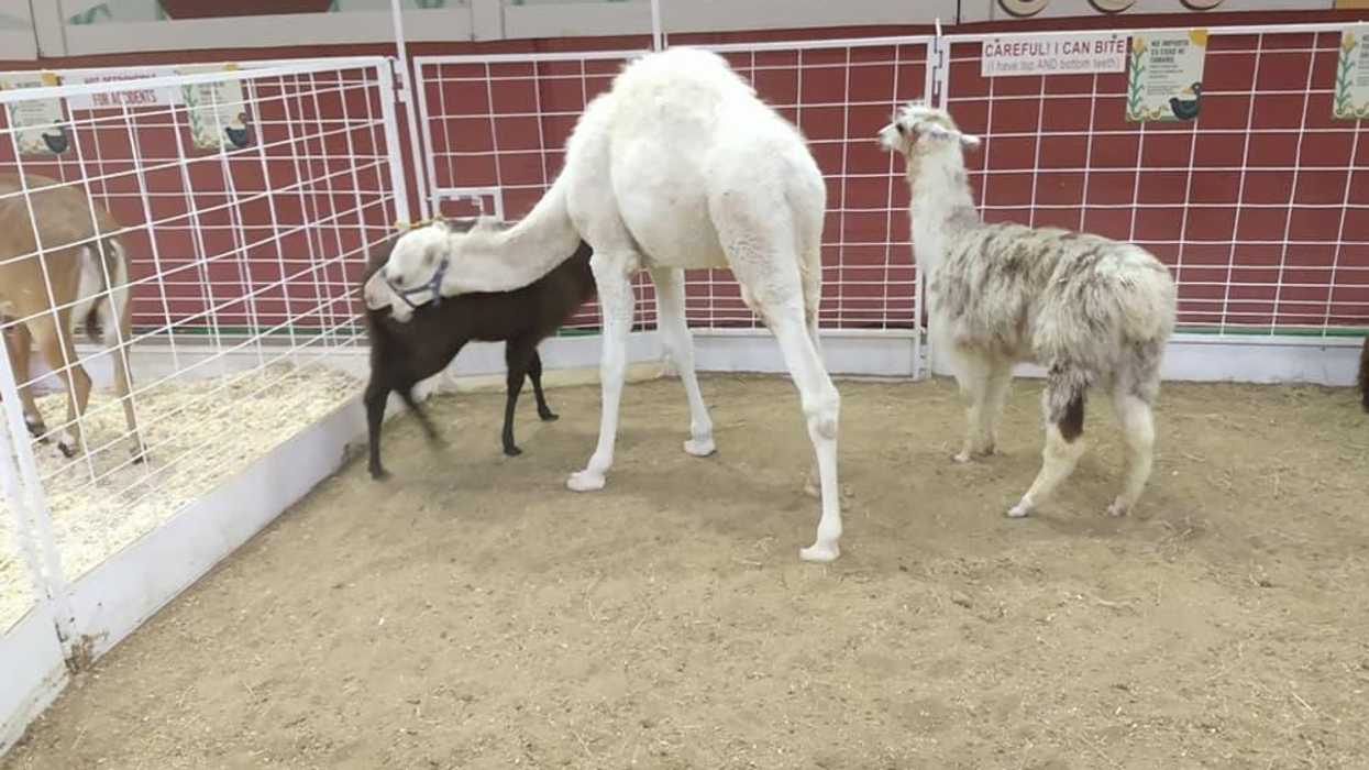Camel biting State Fair