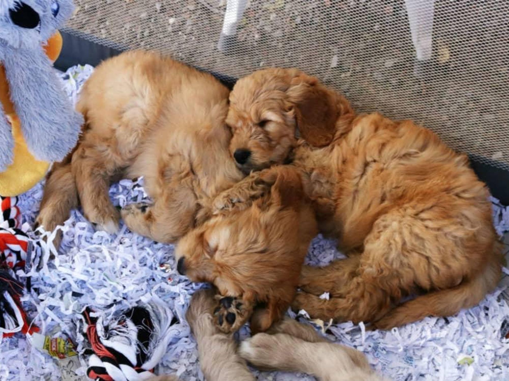 Canton first monday flea market puppies
