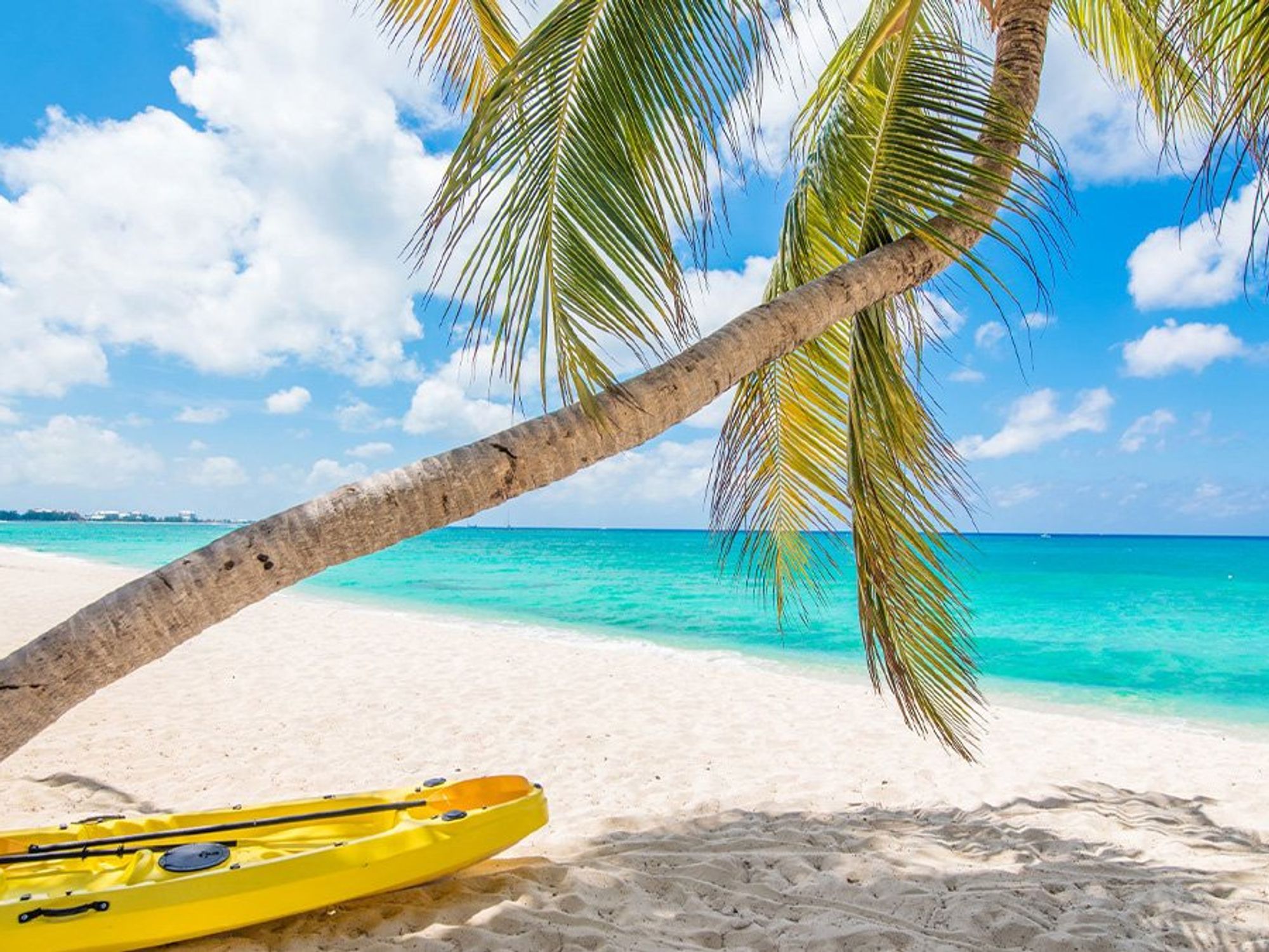 Caribbean beach scene white sands palm tree
