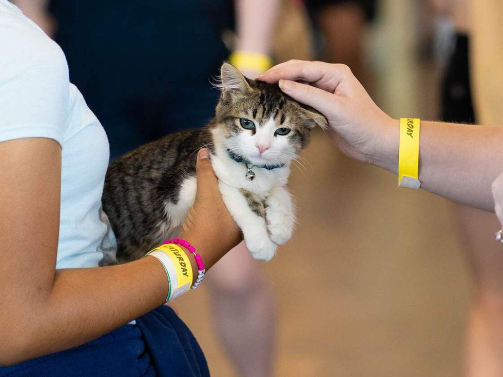 Cat at Pop Cats expo