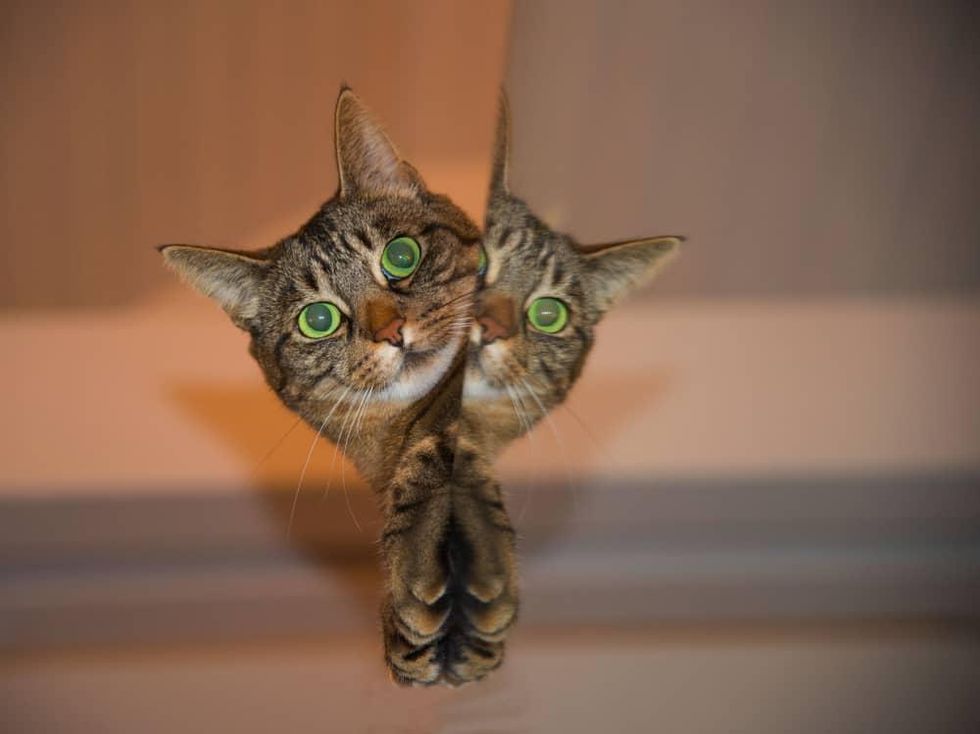 cat mirror
