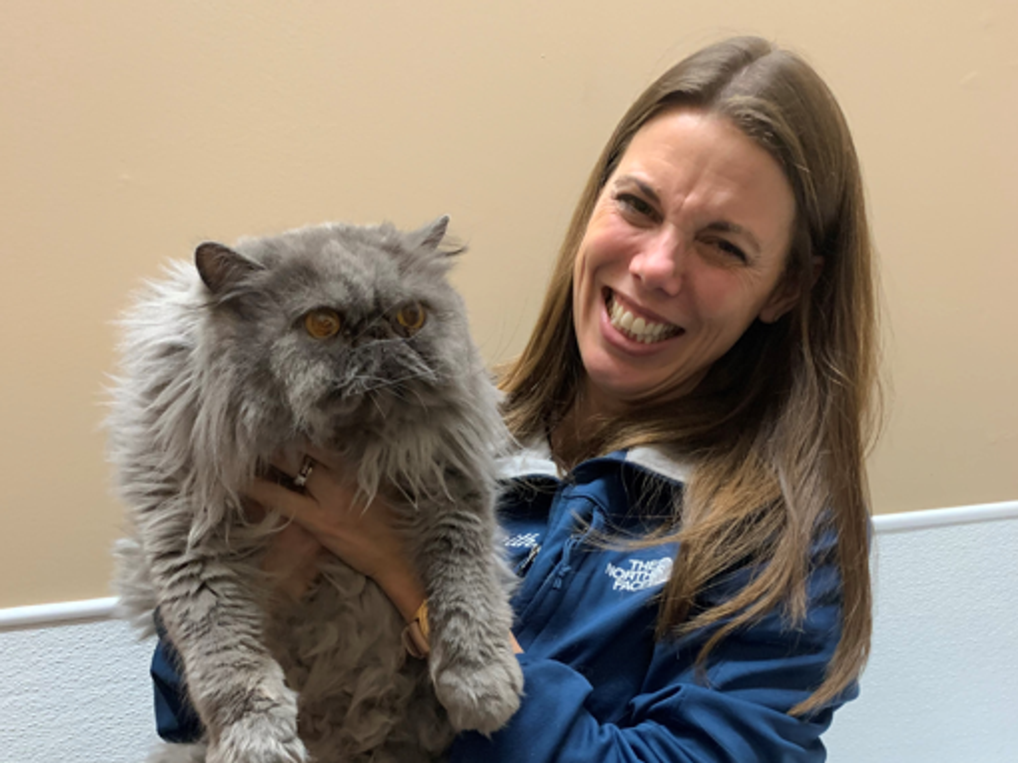 cat pet animal puppy