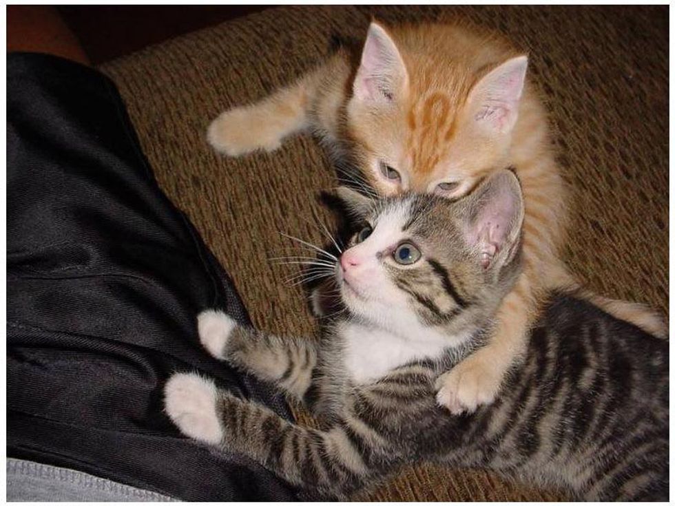 Cats plotting to kill their owners