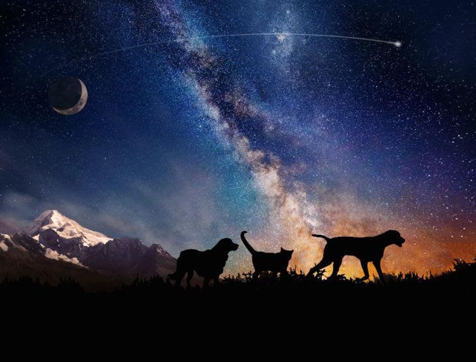 Celestis Pets banner