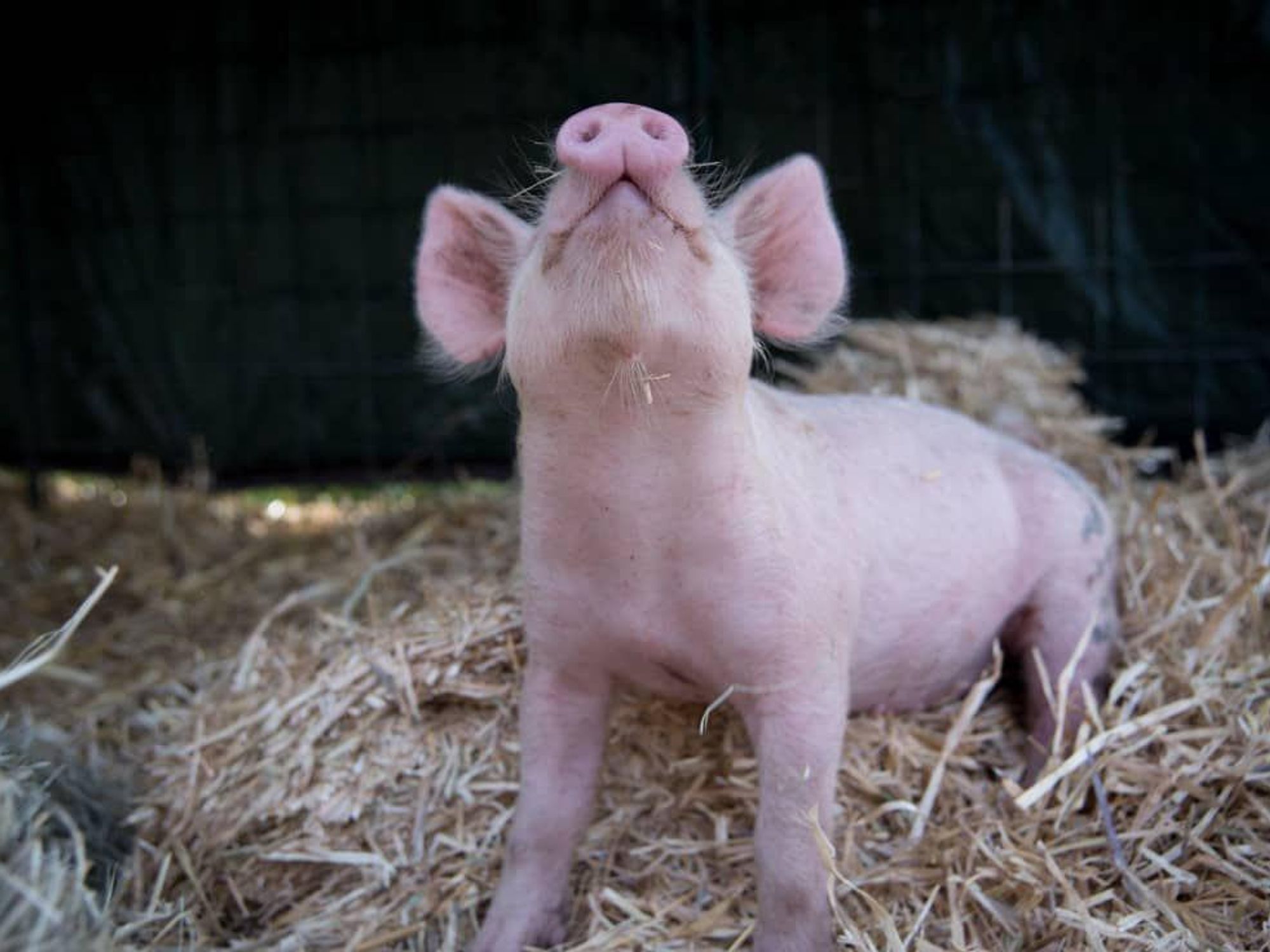 Central Texas Pig Rescue