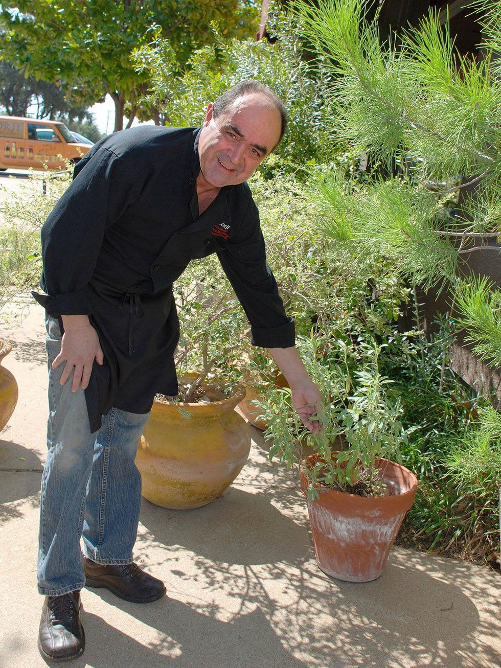 Chef gorji, sage, zing by gorji