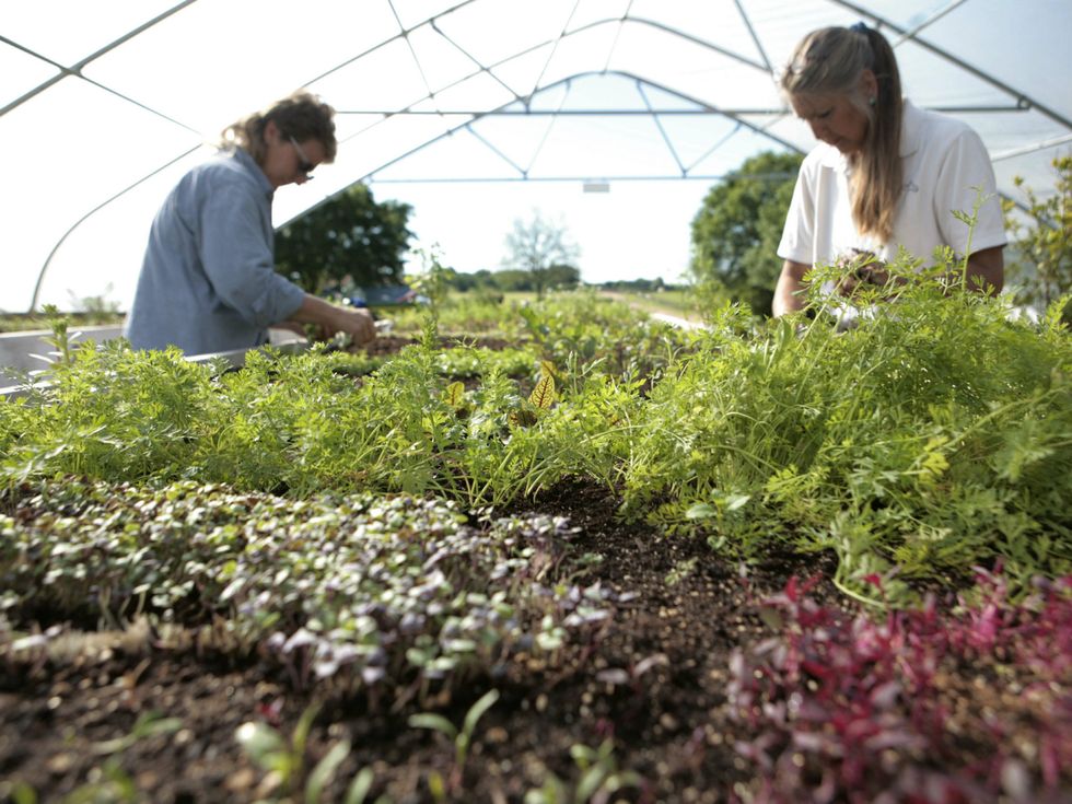 Chefs in the garden at Inn at Dos Brisas