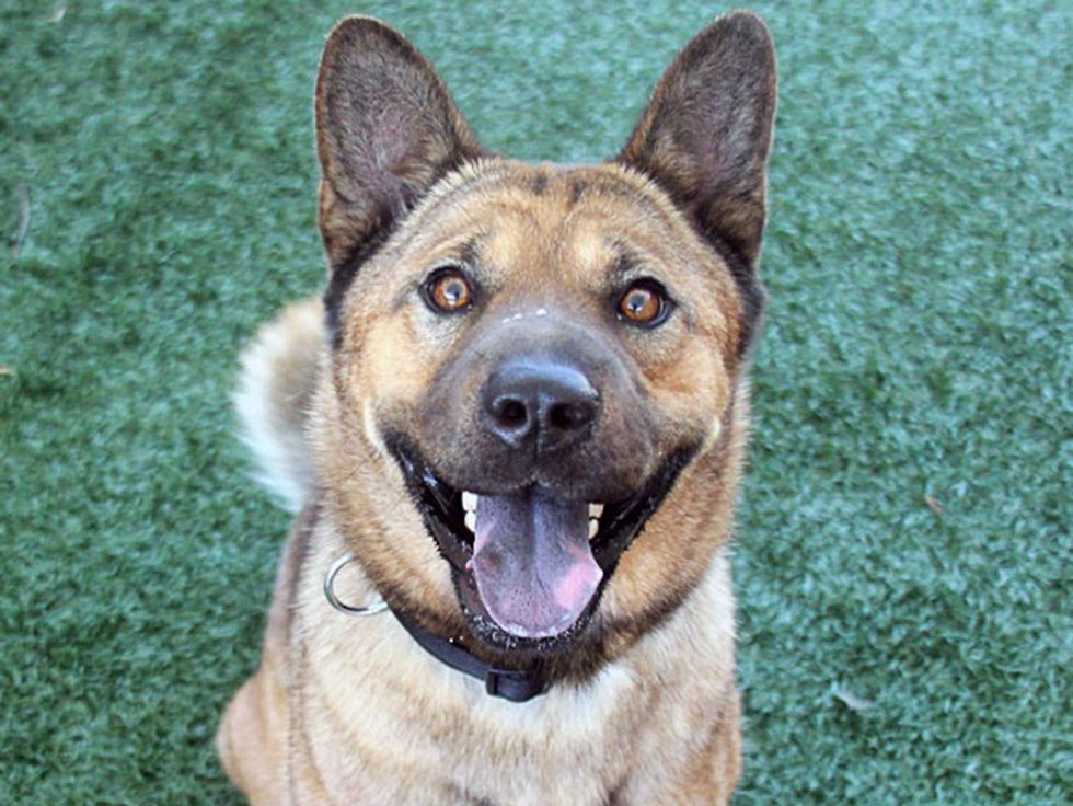 Cheyenne Shar-Pei Akita dog at SPCA