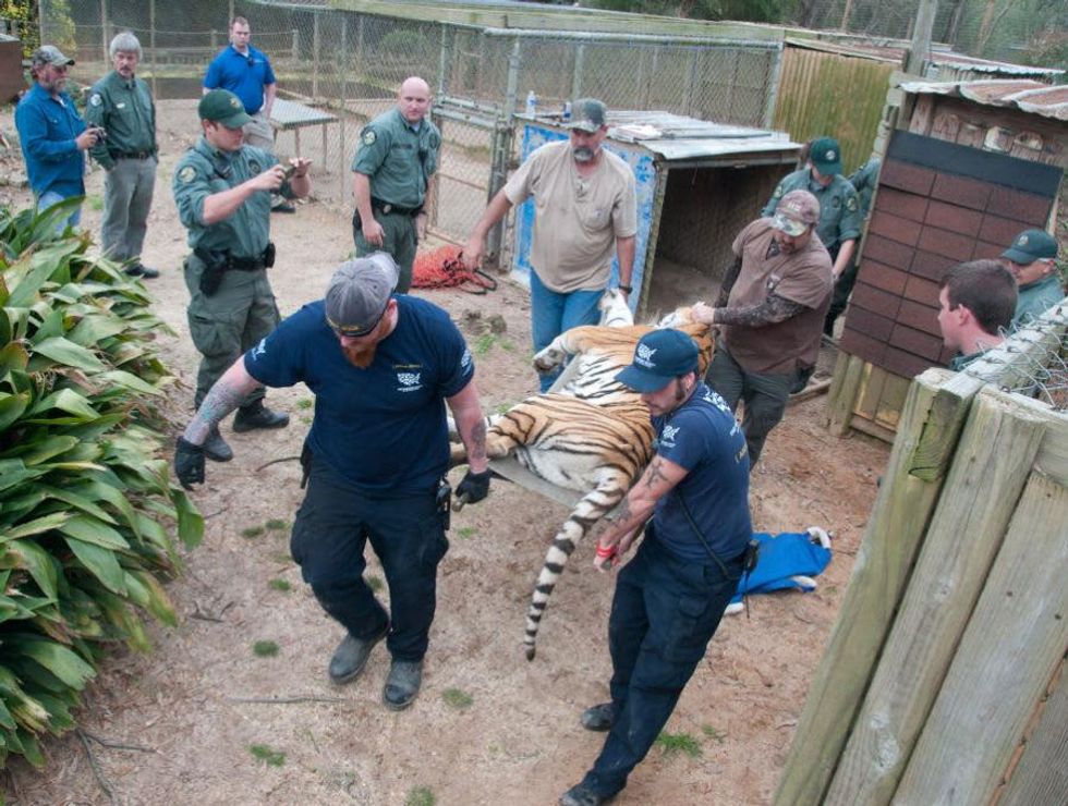 Cleveland Amory Black Beauty Ranch, tigers
