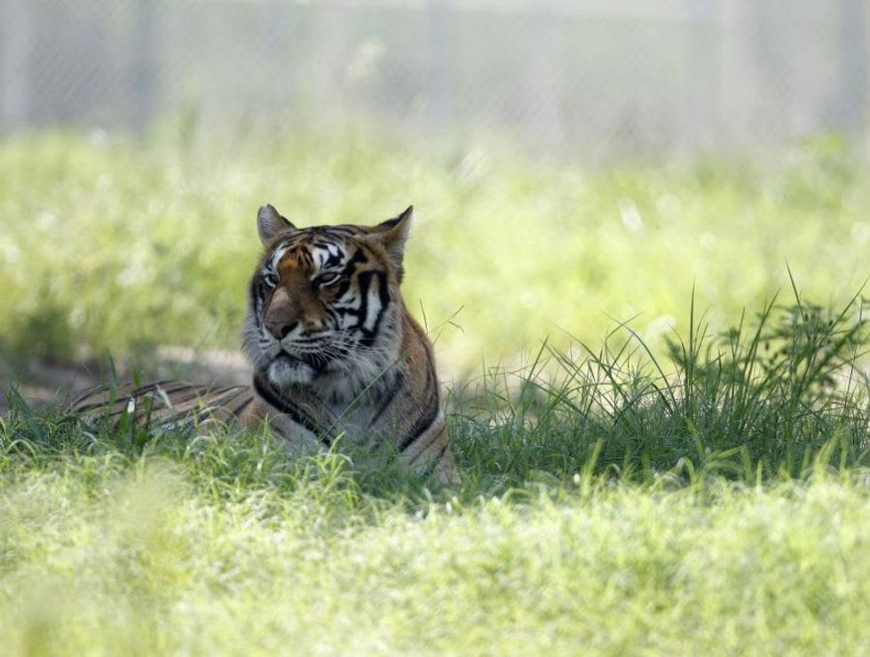 Cleveland Amory Black Beauty Ranch, tigers