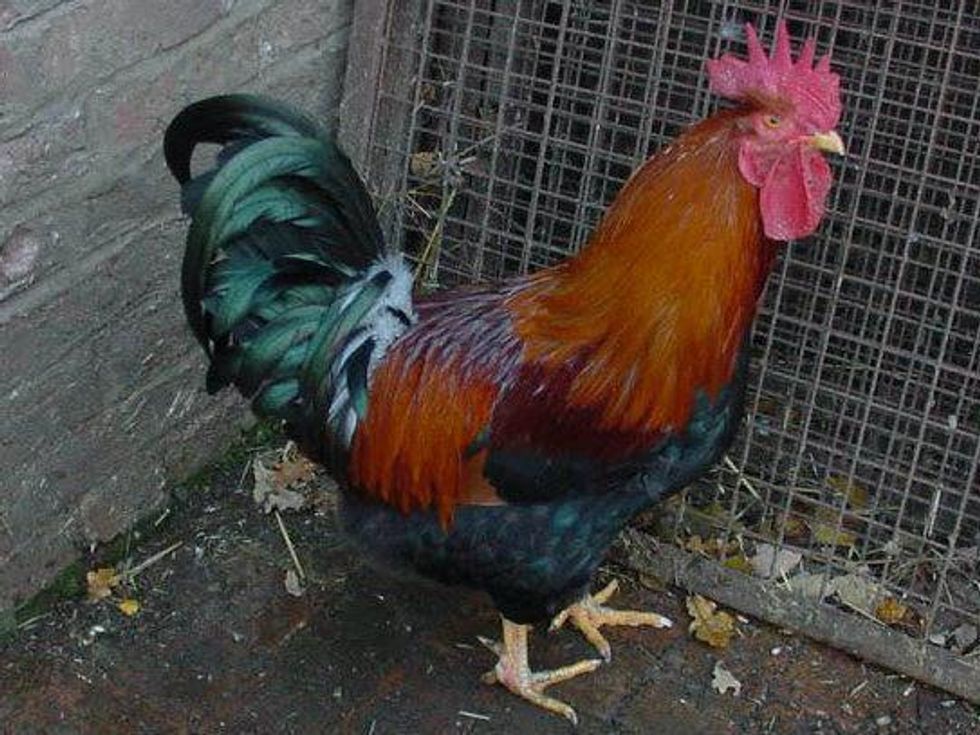 Cock, presented by Second Thought Theatre