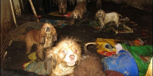 East Texas man charged with cruelty after SPCA rescues 16 cocker spaniels - Vimarsana News